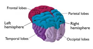 Diagram representing the brain with the 4 lobes colour coded and labelled, plus left and right hemisphere labelled