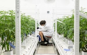 A researcher growing cannabis plants