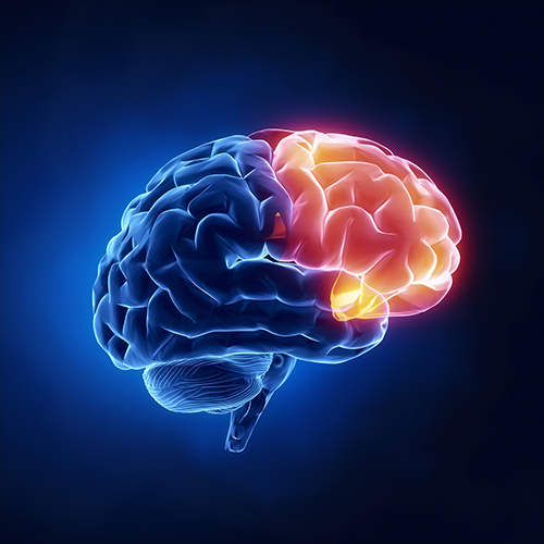 Frontal lobe of human brain