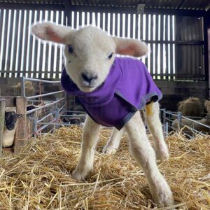Purple Day lamb